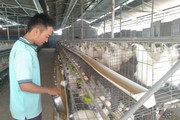 Ăn nên làm ra nhờ nuôi loài gà tên ác mà thực ra lại hiền lành