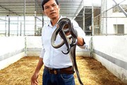 Trồng "cây độc", nuôi "con lạ", nhiều nông dân miền Tây hốt bạc