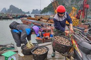 Quảng Ninh: Dân nuôi ngao, hàu nín thở chờ hết dịch virus Corona