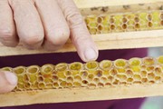 Nuôi ong chúa lấy sữa thu nhập 250 triệu đồng/năm ở Nghệ An
