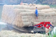 Lạ lùng: Thương lái tranh nhau thu mua rơm tươi