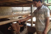 Trồng cỏ nuôi bò không lo nghèo mãi