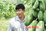 Tưởng gàn dở mà hay: Vườn trồng "5 trong 1"-mỗi năm lãi 800 triệu