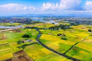 Ảnh đẹp: Mùa vàng ở Quảng Yên