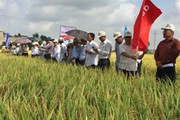 Có gì đặc biệt mà giống lúa này được đặt tên là Kim cương?