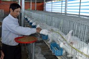 Thu nhập tăng lên 400 triệu/năm nhờ nuôi 1.000 "cục bông" nhanh lớn