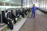 Từ 2 bàn tay trắng, trở thành tỷ phú nhờ...bò sữa