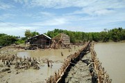 Kiên Giang: Trồng rừng ngăn sạt lở, liệu có thắng nổi thiên nhiên?