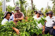 Bayer Agricademy: Mở ra cơ hội mới cho người trồng cà phê