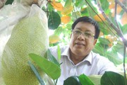 Khắp nơi trồng mít Thái, ngành trồng trọt hối hả đi chấn chỉnh