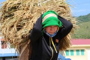 Chùm ảnh: Mùa "ngọc trời" trên "tứ đại cánh đồng" lớn nhất Tây Bắc