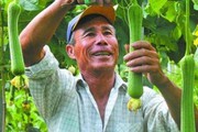 Lão nông bán 20 nghìn một quả "dài thuột" này, một năm kiếm 300 triệu