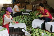 Mới gần nửa năm, Sơn La đã xuất khẩu gần 8.700 tấn trái cây