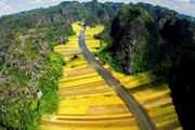 Những điểm ngắm lúa chín đẹp ngỡ ngàng mùa thu