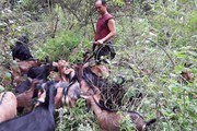 Hòa Bình: Hàng nghìn tỷ phú "xếp hàng" đăng ký sản xuất kinh doanh giỏi