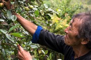 Mùa táo mèo chín đỏ cây, thương lái nườm nượp đổ về bản vùng cao