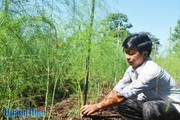 Thợ điện lạnh trồng "rau Vua", mỗi ngày đút túi 300-500 ngàn đồng