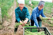 Trồng "rau vua", đêm dậy đi bắt sâu, hái măng, thu hàng chục triệu