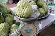 Cận cảnh những trái na khủng nặng trên 1kg có giá 150.000 đồng/quả