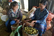 Táo sơn tra-một thời trồng như cây dại, giờ dân lại có tiền