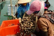 Dân ở đây đổi đời nhờ nuôi loài ngao 2 cùi ngon đáo để