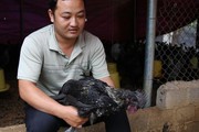 Ngậm ngùi cất bằng đại học về nuôi loài gà đen ngòm thích leo cây