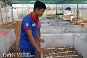 Nuôi loài kêu ri ri, chửa vài ngày đã đẻ, 9X Sơn La kiếm bộn tiền