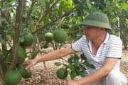 Lạ: Trồng cam, bưởi mà phải tốn cả chục triệu mua gậy chống quả
