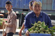 “Lên đời” na Chi Lăng theo chuẩn VietGAP, GlobalGAP
