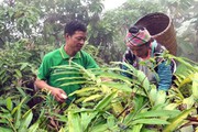 Phiêng Ban xóa tan nghèo nhờ loài cây dược liệu quý