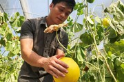 Bất ngờ Ngọc Phụng: Làng rõ đẹp, ruộng đầy quả vàng thơm