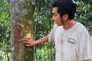 Hồi sinh loại cây đặc sản vừa cay vừa ngọt, cứ bóc vỏ là có tiền