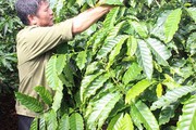 Tái canh cà phê: 63.000 hộ học trồng bền vững