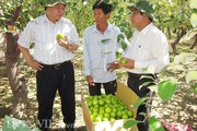 Ninh Thuận: Phấn đấu có 24 xã nông thôn mới