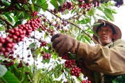 Cà phê Việt Nam -  một năm đầy sóng gió