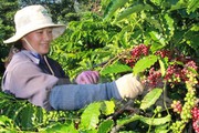 Giá nông sản hôm nay 9.11: Cà phê giảm tiếp 300 đ/kg, giá tiêu lẹt đẹt dù bị bão số 12 tàn phá