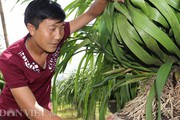 Trồng 300 chậu địa lan Trần mộng, trai Mông xây nhà, tậu xe