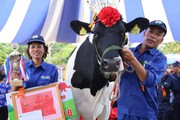 "Cô bò" cho hơn 15 tấn sữa/năm đoạt ngôi "hoa hậu bò sữa" Mộc Châu