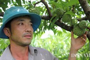 Trai phố núi trồng cây ra quả toàn là mắt, lãi 100 triệu đồng