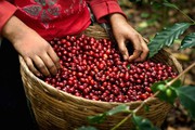Giá nông sản hôm nay 24/10: Giá cà phê giảm 3 ngày liên tiếp, giá tiêu tăng nhẹ 1.000 đồng/kg
