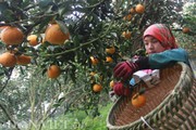 Khai phá thế nào để vườn nhỏ có thể "đẻ" tiền triệu, tiền tỷ?