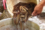 Cuối mùa nước nổi: Kiếm vài triệu mỗi ngày nhờ "săn" lươn đồng