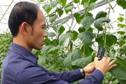 Trồng rau thủy canh trên núi, Ngọc Sơn kiếm tiền triệu mỗi ngày