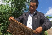 Nuôi triệu "quân mini", lão nông sơn cước thu hàng trăm triệu đồng/năm