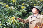 Bắc Kạn: Tăng hàng nghìn hộ khá, giàu nhờ thi đua sáng tạo