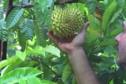 Quả xấu xí chẳng ai nghĩ là "mỏ tiền", nay bán vài trăm nghìn/kg "hốt bạc mỏi tay"
