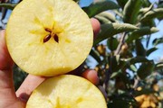 Táo ứa mật vàng rực, hàng Trung Quốc đội lốt lừa chị em sành điệu