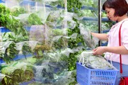 Tiên phong xây dựng chuỗi  liên kết sản xuất - tiêu thụ