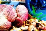 Huế: Loại nấm lạ mọc ra từ cây cho nhựa vàng không phải ai cũng biết
