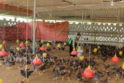 Hòa Bình: Lập chuỗi liên kết nuôi gà đồi, thu về tiền tỷ